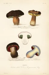 Penny bun or porcini mushroom, Boletus edulis, and the lurid bolete, Suillellus luridus