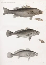 Perch Allongee; Sciene Aigle & Sciene Corb