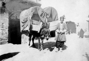 Persian Donkey Transport, Baghdad, Iraq