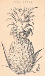 Pine-Apple, 19th Century