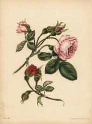 Pink and scarlet Moss Rose-Buds, Beauty, love, and poetry