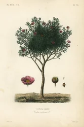 Pink rock rose, Cistus creticus