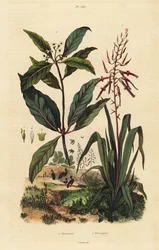Pitcairnia Bifrons and Victorian Box Tree