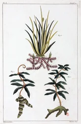 Medicinal Plants, China