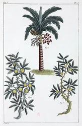 Medicinal Plants, China