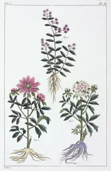 Medicinal Plants, China