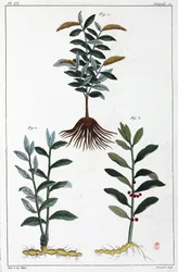 Medicinal plants, China