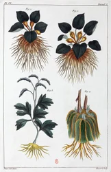 Medicinal plants, China