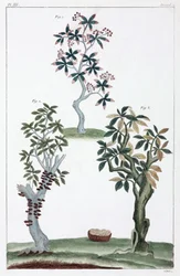 Medicinal plants, China