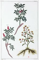 Medicinal Plants, China