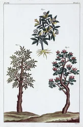 Medicinal Plants, China