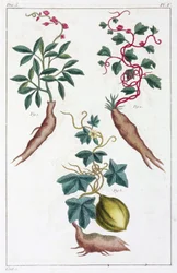 Medicinal Plants, China