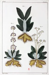 Medicinal plants, China