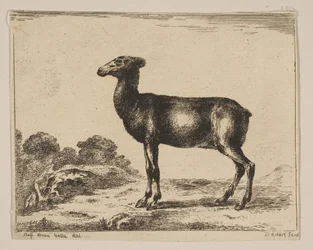 Plate 15: Doe, from Various Animals