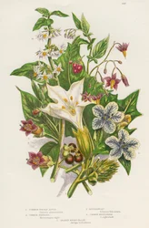 Poisonous Plants