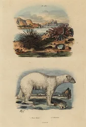 Polar Bear, Vulnerable, Edible Sea Urchin and Red Pencil Urchin