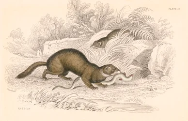 Polecat Mustela Putorius, Member of the Weasel Family