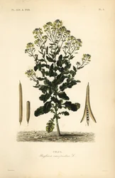 Polish Canola or Canola Oil Plant