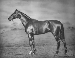 Polymelus, 1902-1924, 1911