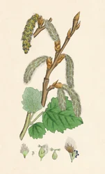 Gray Poplar