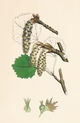 Populus tremula. Aspen, 19th Century