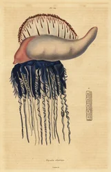 Portuguese man-of-war, Physalia physalis