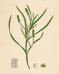 Potamogeton Zosterifolius. Grass-wrack-leaved Pondweed, 19th Century