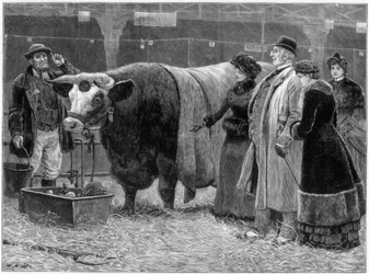 Prize Bull