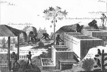 Producing Indigo Dye with Slave Labour: West Indies or Central America