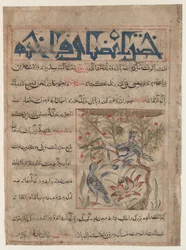 Qualities of Ringdoves (recto), On the Benefits of Quails (verso)