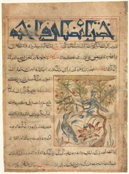 Qualities of Ringdoves recto from a Manafi al-Hayawan On the Usefulness of Animals