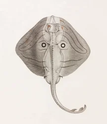 Banded Ray