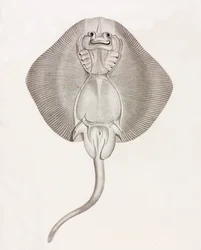 Banded Ray