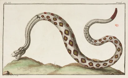 Rattlesnake
