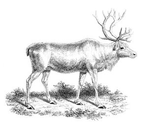 Reindeer, 19th Century