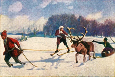 Reindeer sledge ride in Sweden