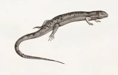 Reptiles: Gigantic Anoles
