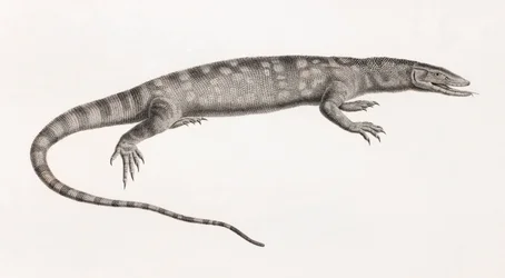 Reptiles: Ouaran of Forskal