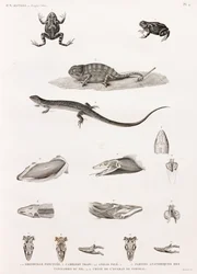 Reptiles: Series of Illustrations of Reptiles