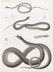 Reptiles: Series of Illustrations of Snakes