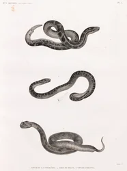 Reptiles: Snakes