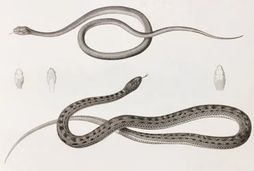 Reptiles: Two Close-up Images of Illustrations of Snakes
