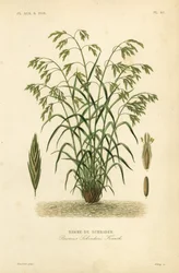 Rescuegrass, or Schrader