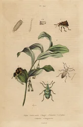 Rhigus, Platyoma and Cyphus weevils, bristly millipede, and King Solomon