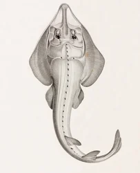 Laborer Rhinobate