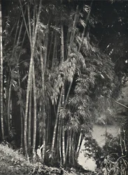 Giant Bamboo Dendrocalamus Giganteus in Peradeniya near Kandy
