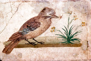 Roman Wall Painting of Jay from Boscoreale near Pompeii