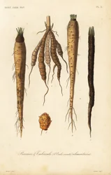 Root vegetables