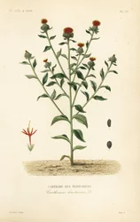 Safflower, Carthamus tinctorius
