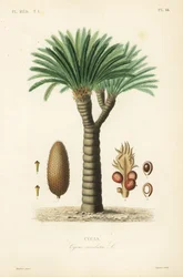 Sago palm, king sago, sago cycad or Japanese sago palm, Cycas revoluta